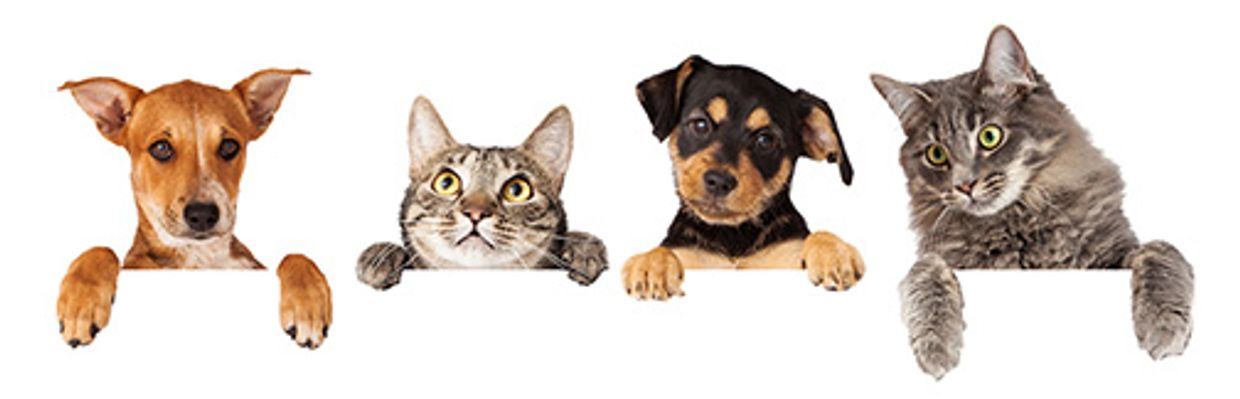 Two dogs and two cats peeking over a white surface.