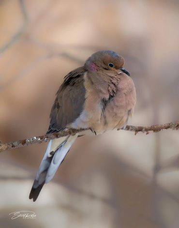 A fluffy brown dove perched on a thin branch with a soft background.