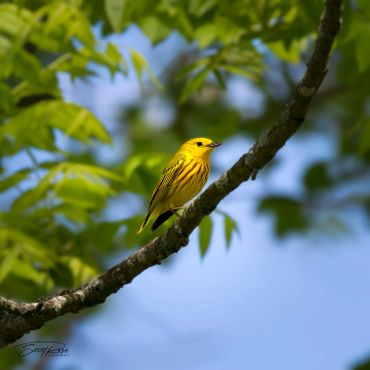 A vibrant yellow bird perched on a tree branch against a blue sky.