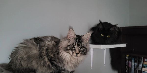 Maine Coon breeders