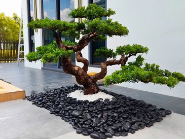 Premium Podocarpus Landscape