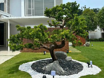 Premium Podocarpus Landscape