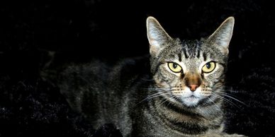 A cat has more confidence than people, Pet Photography with high quality resolution. 