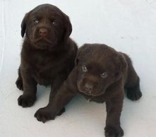 Cute Chocolate Labrador Retriever Ontario Puppies 