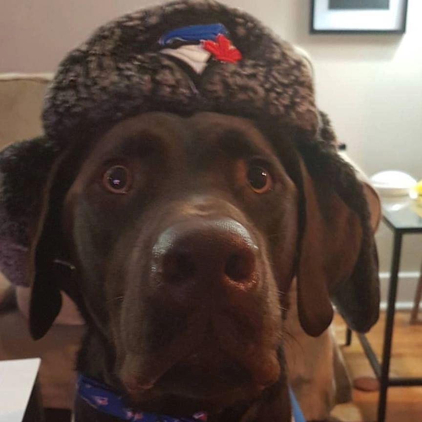 When Should I Spay Or Neuter My Labrador