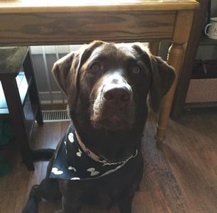 Labrador Retriever Ontario waiting for his treat