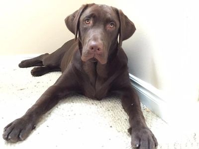 Lucky Labs Puppies For Sale Breeder Purebred Labs