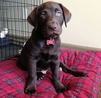 Trained Labrador Retriever for Sale