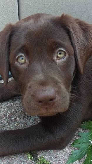 Labrador Retriever Puppy