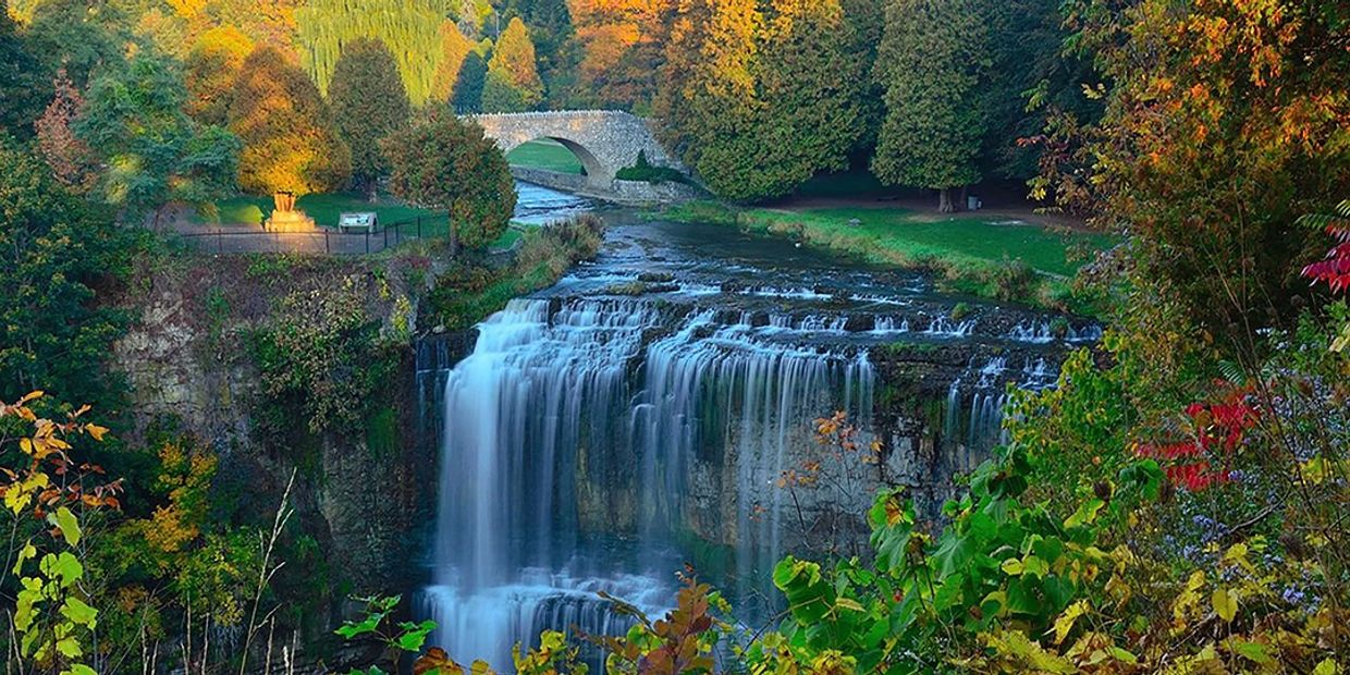 Labrador Retriever Puppies Hamilton Lucky Labs