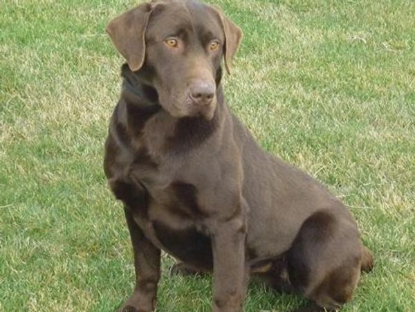 35 Top Photos Labrador Retriever Breeders In Nc : Labrador Retriever Puppies For Sale | Charlotte, NC #320520