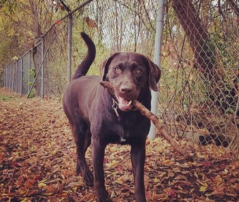 Labrador Retriever Puppies London Lucky Labs Lucky Labs