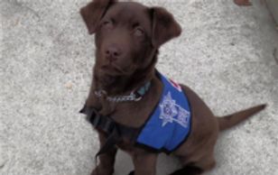 Chocolate Lab Ontario Service Dog for PTSD