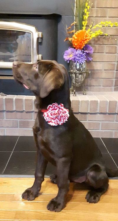 Lucky Labs Emotional Support Dog Ontario Breeder Lucky Labs