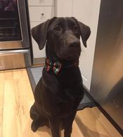 Chocolate Labrador Retriever Ontario sitting pretty
