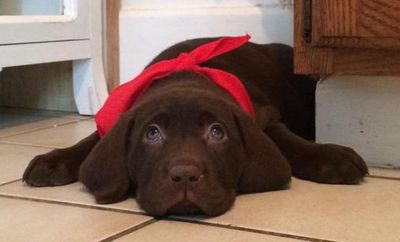 Click the chocolate lab puppy & sign up for our emails!