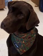 Chocolate Lab Ontario with dog bandana at www.zeekedawg.com 