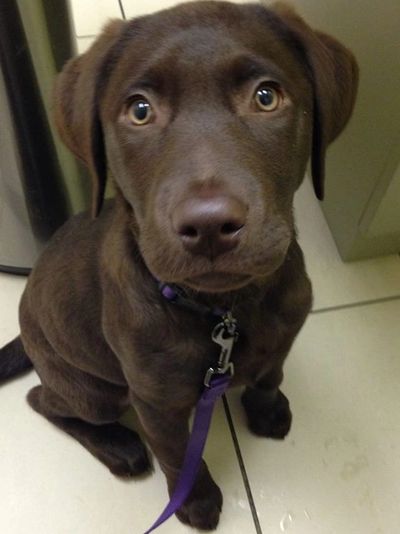Free Labrador Retriever Puppy Free Puppy Adopt A Pet Lucky Labs