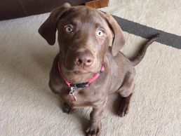 Labrador Retriever Ontario making eye contact