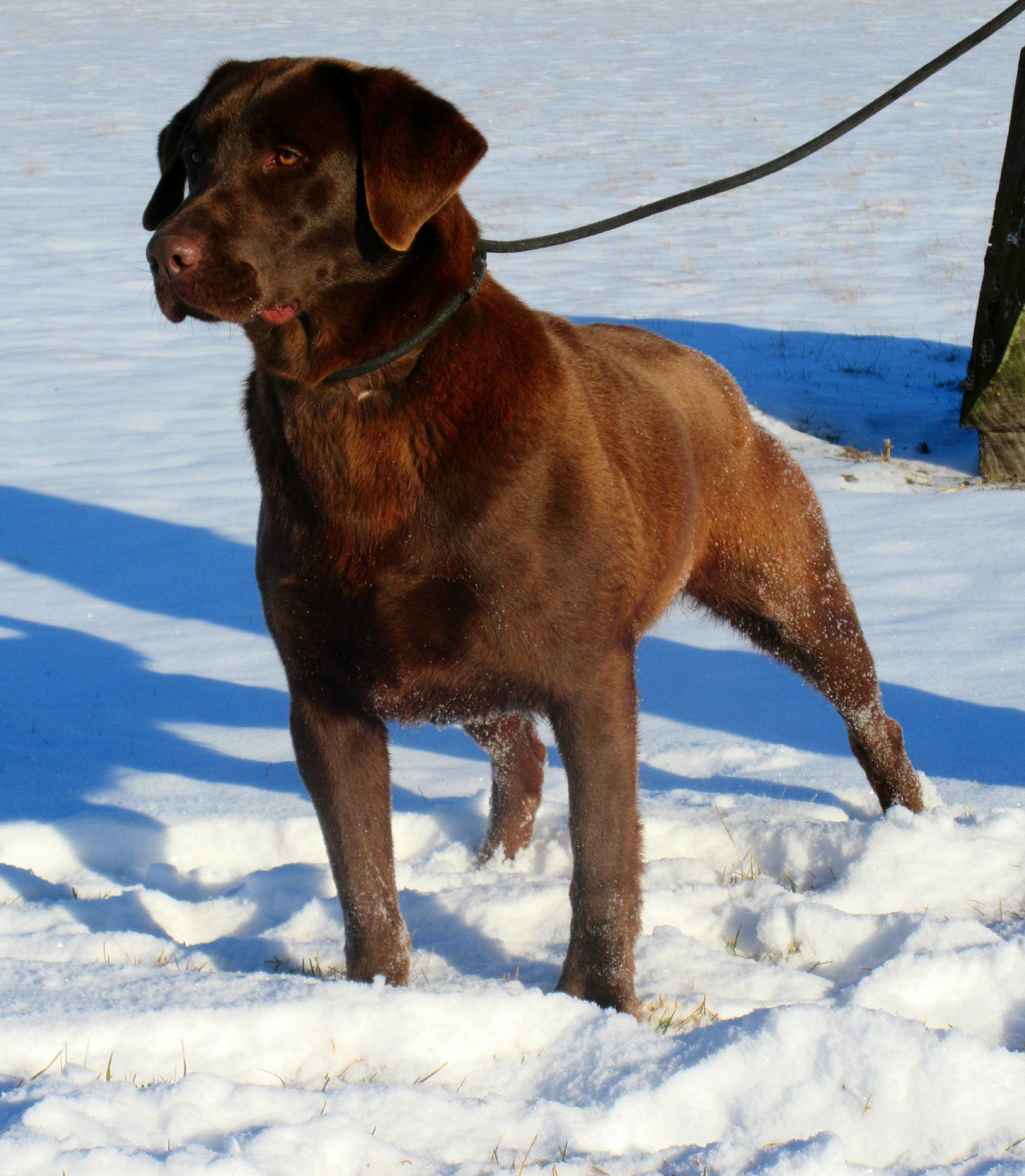 Lot of 10 BILLS Labrador Retriever Dog Bill Puppy & Adult Pics Facts on Back