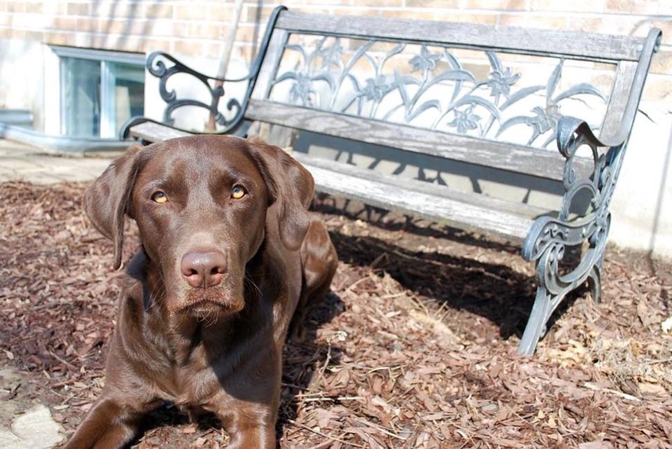 Labrador Retriever Puppies Ottawa Lucky Labs Lucky Labs