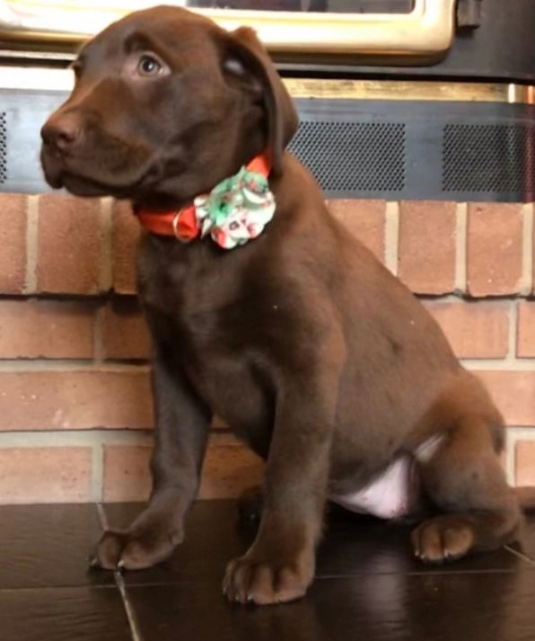 bringing home a labrador puppy