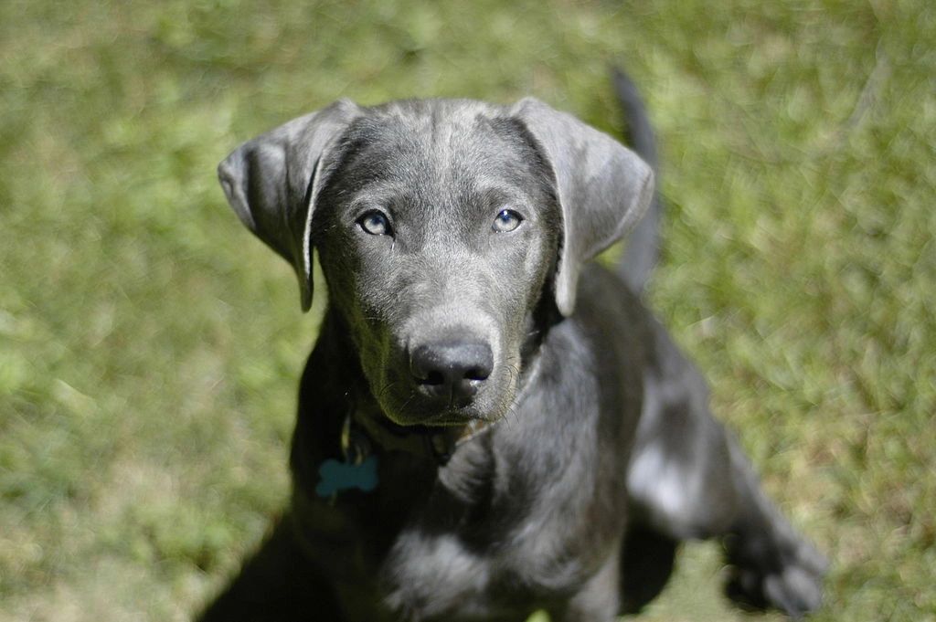 what is the most popular color of labrador retrievers