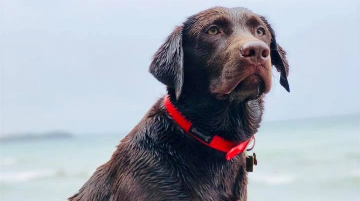 Lucky Labs Adult Labrador Retriever, Breeder Lucky Labs