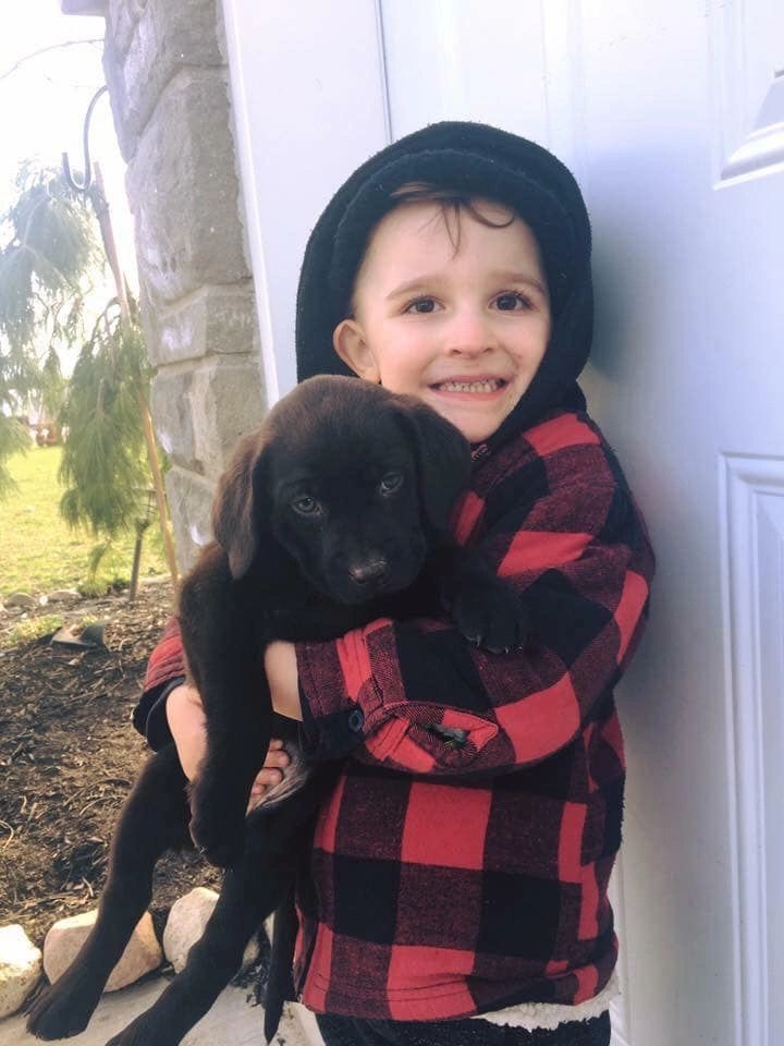 owning a chocolate lab