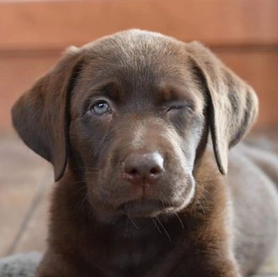 Lucky Labs - Puppies for Sale, Labrador Puppies