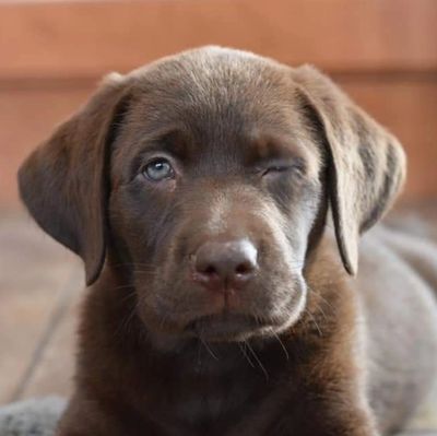 Lucky Labs Puppies For Sale Labrador Puppies