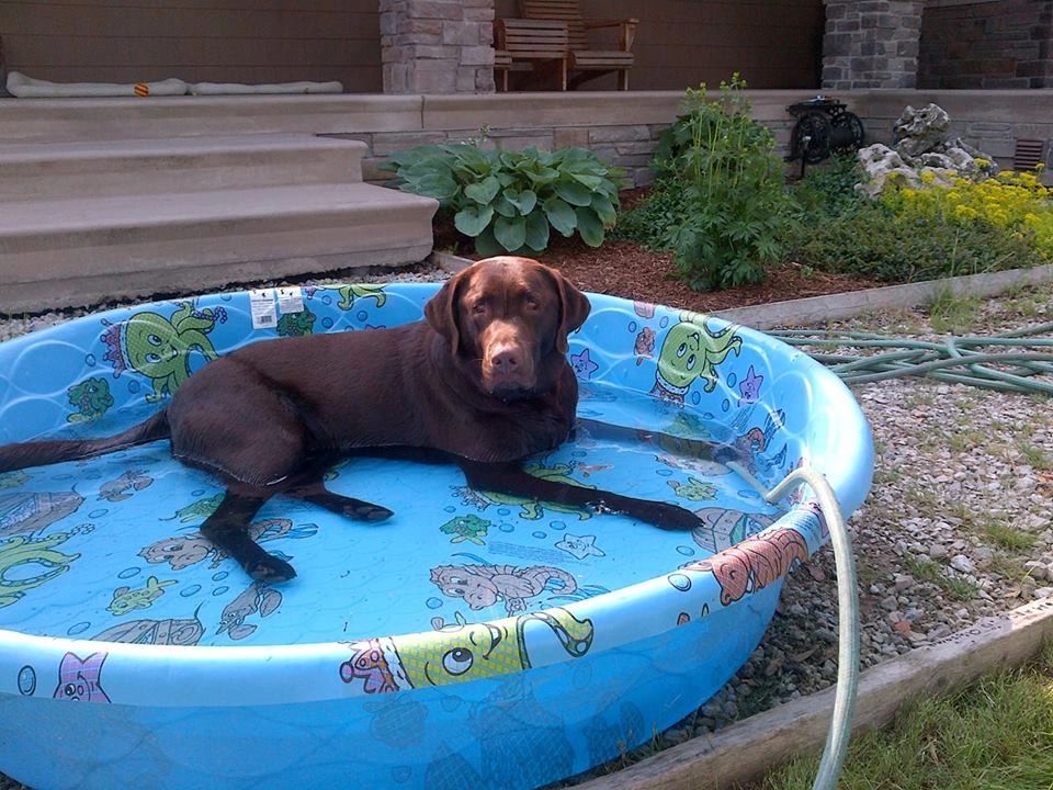 Labrador Retriever Swimming Season -