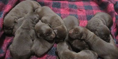 Lab Puppies for Sale Ontario