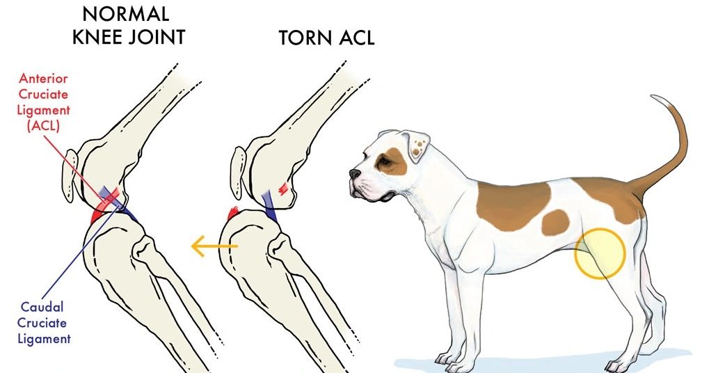 how will i know if my dog tore her acl