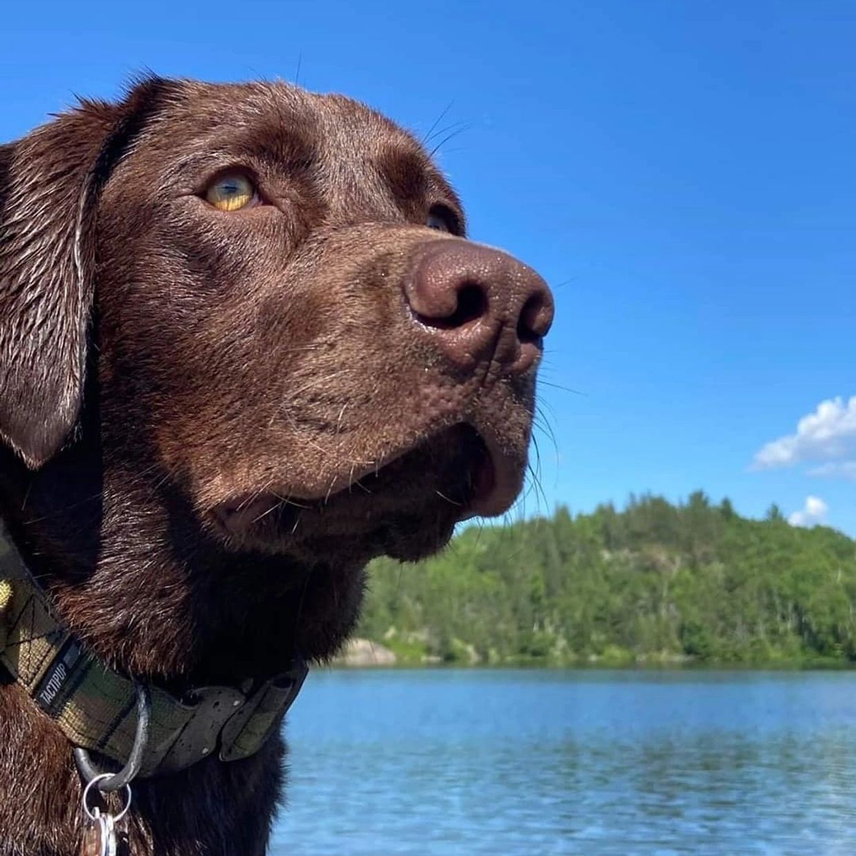 Silver Lab Retrievers The 411