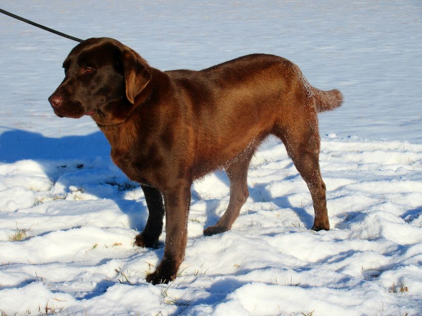 Lab Puppies for Sale Michigan - Lucky Labs | Lucky Labs