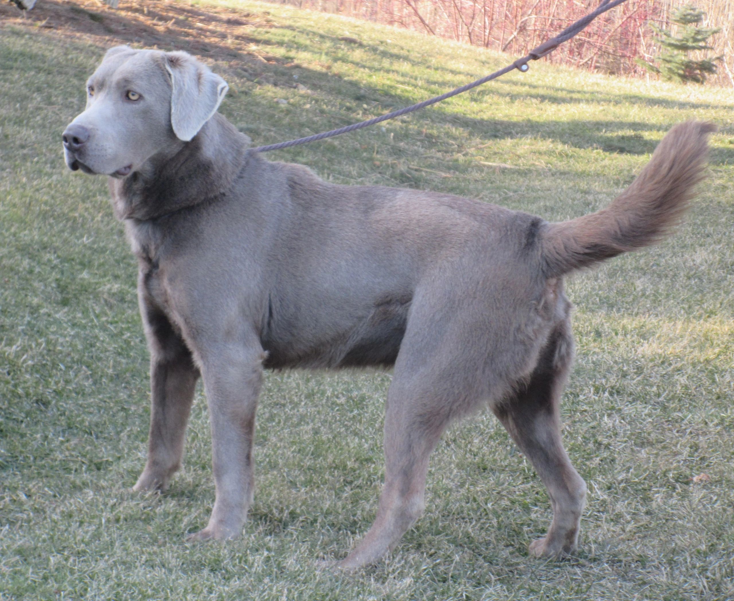 silver factored chocolate lab