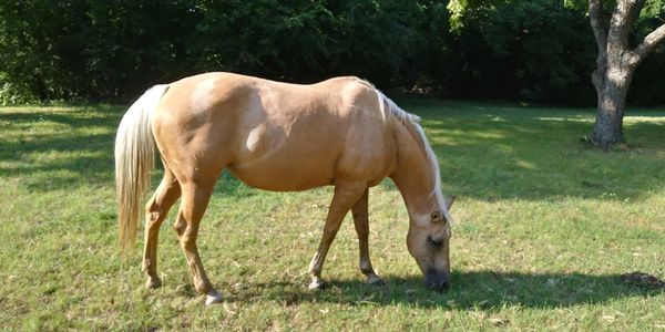 horse
