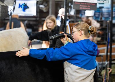Young participants grooming cattle at an agricultural event.
