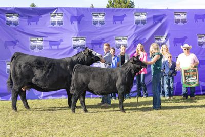 Two black cattle with handlers at a livestock show event.