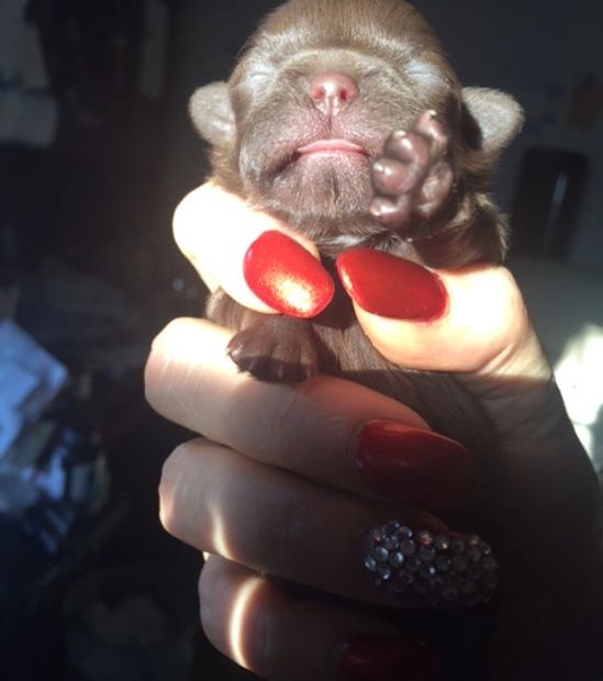 Shih Tzu Fudgesicle Kennels