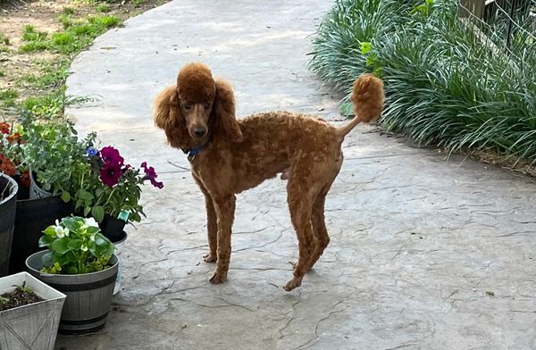 A brown poodle standing on a concrete path near potted flowers.
