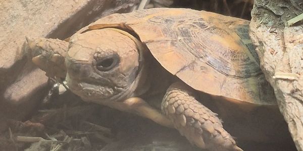Close-up of a turtle resting on the ground.