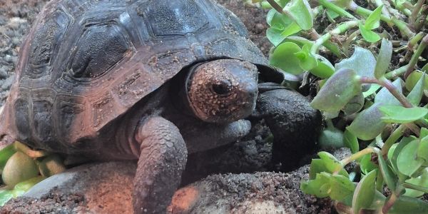 Close-up of a tortoise near green plants.