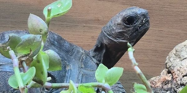 Close-up of a turtle's head with green plants nearby.