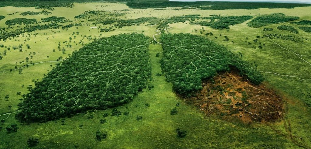 Deforestation in the : Causes, Reflections, and Solutions