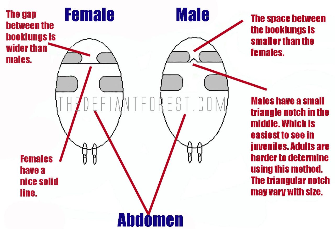 Diagram depicting the most accurate method of determining the gender of a live tarantulas.