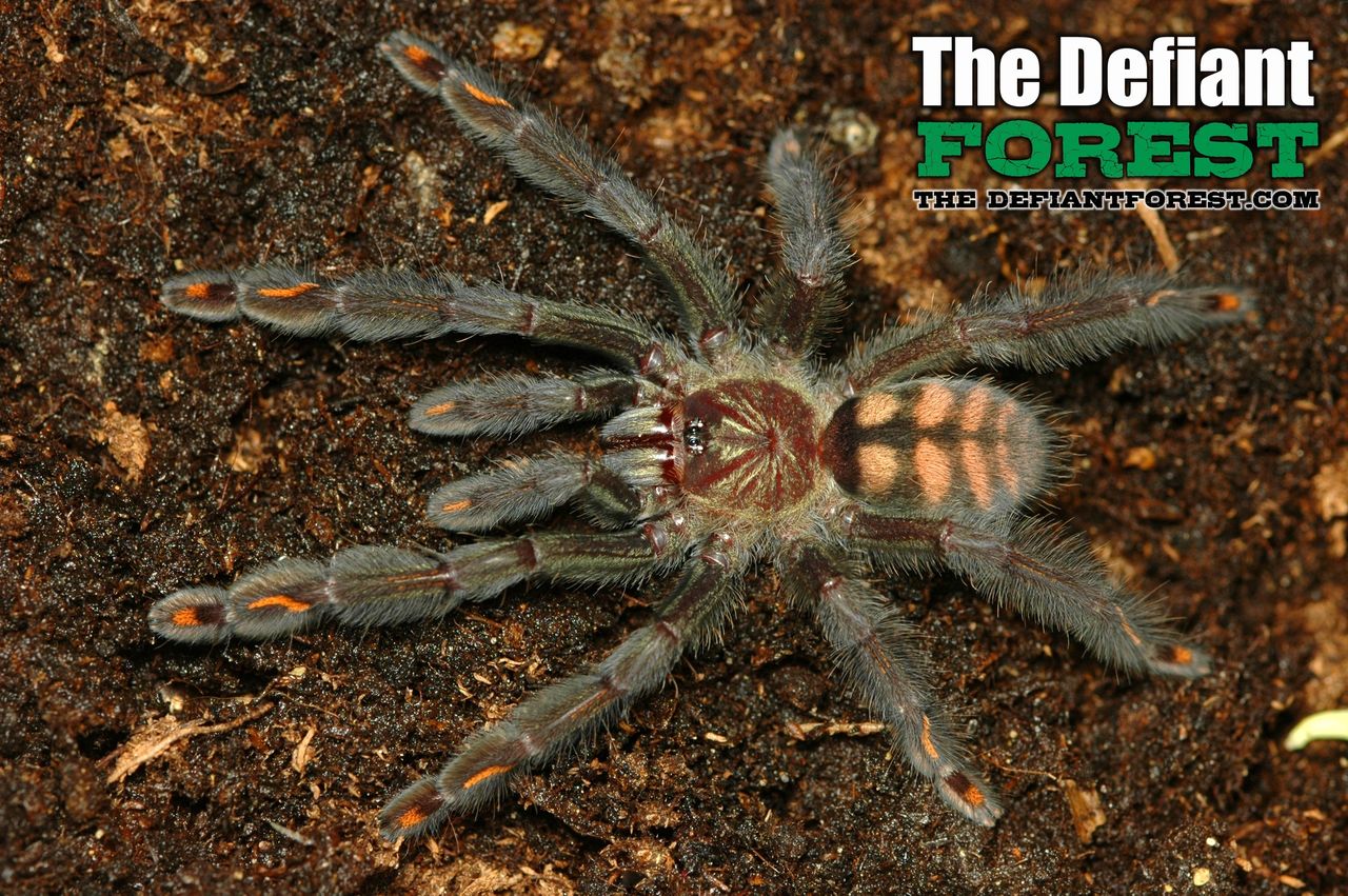 Where should I buy my tarantula supplies from? Enclosures, hides