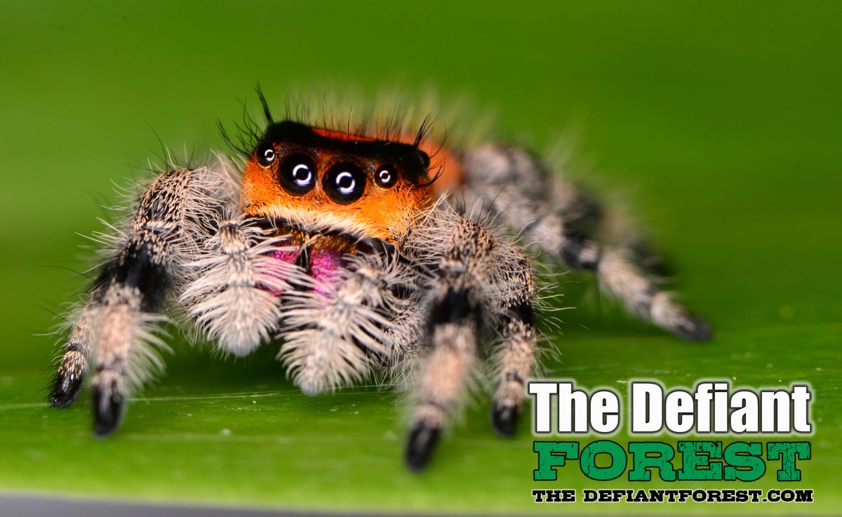 Regal Jumping Spiders