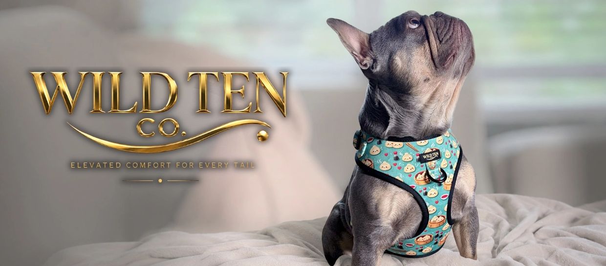 A French Bulldog wearing a patterned harness by Wild Ten Co. indoors.